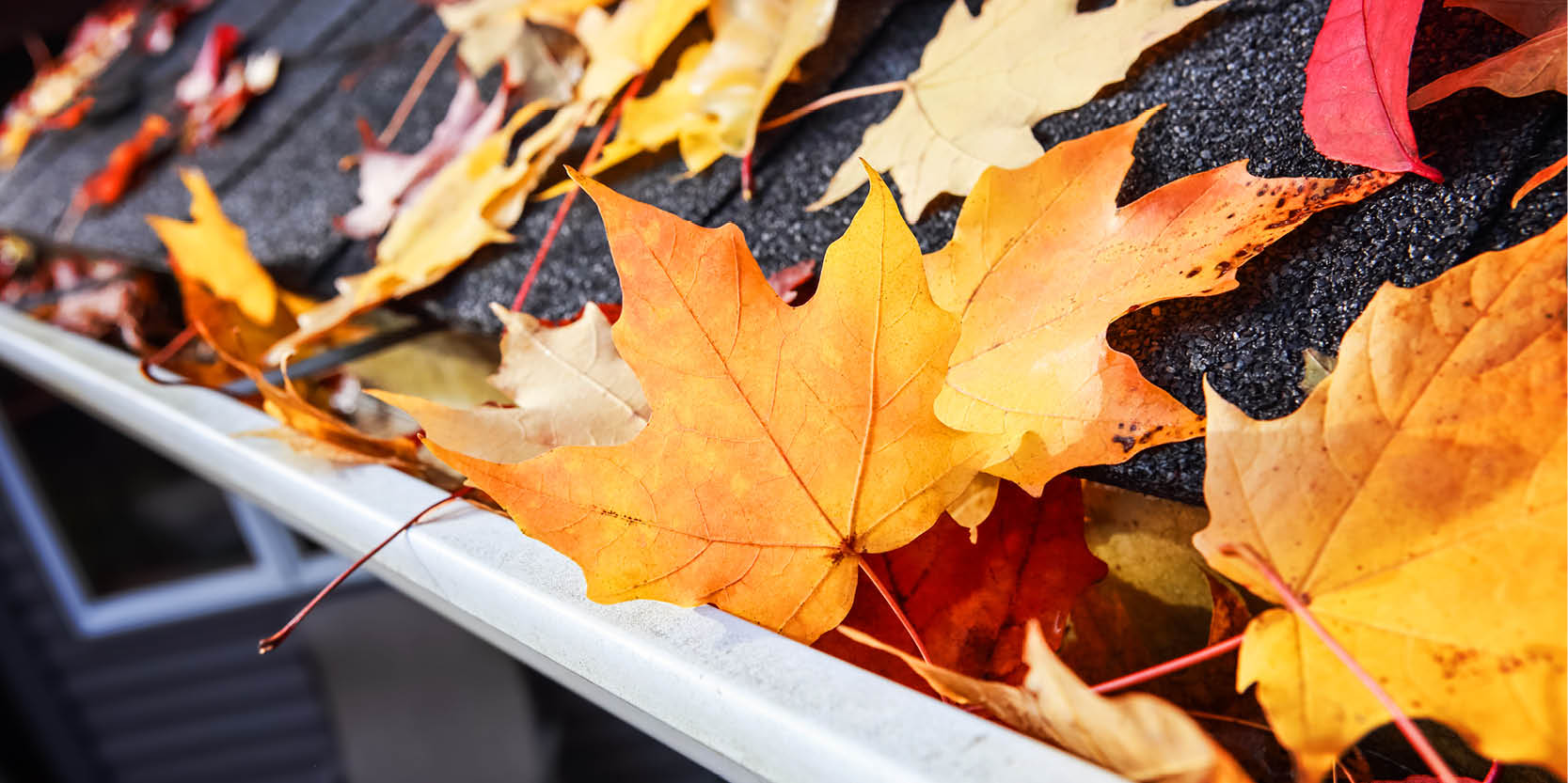 Fall Leaves in gutter