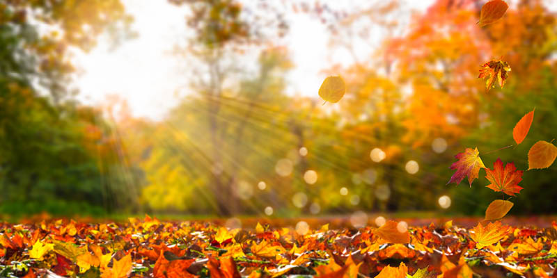 Fall sunny day