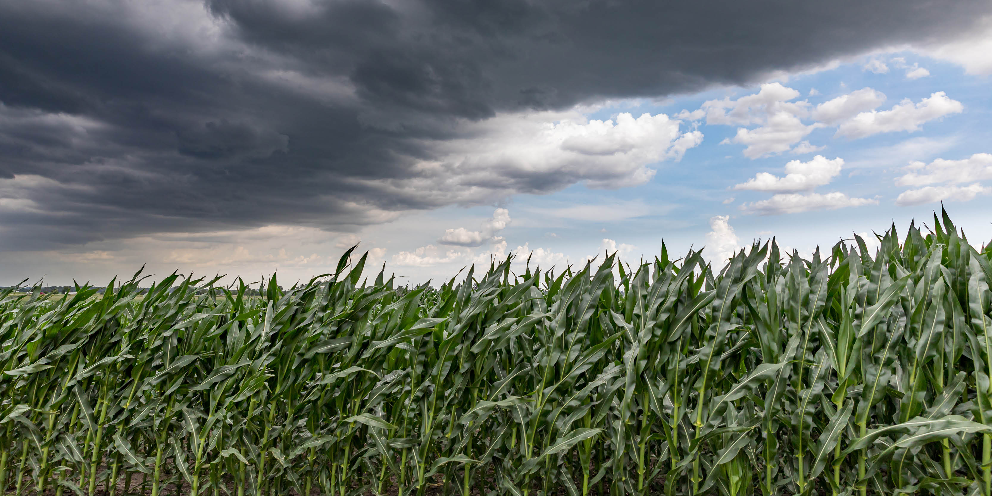 corn field with dark sky